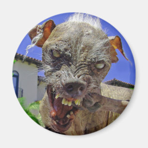 Íman O cão o mais feio do mundo