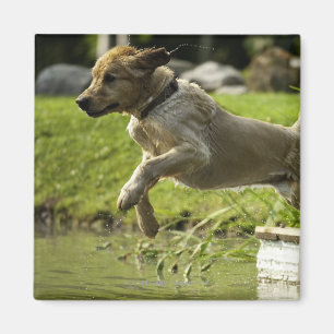 Íman O cão salta na lagoa