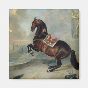 Íman O cavalo de baía escuro 'Valido