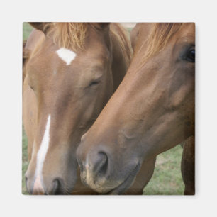 Íman O cavalo Nuzzle o ímã quadrado