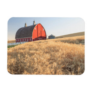 Íman O celeiro, campos de trigo do verão aproxima