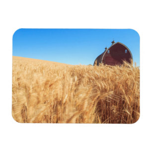 Íman O celeiro, campos de trigo do verão aproxima