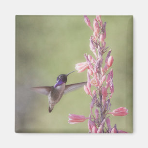 Íman O charmoso Hummingbird da Costa