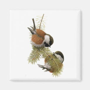 Íman O Chickadee Castanha-suportado de Fuertes