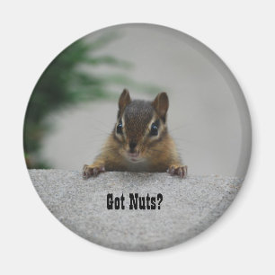 Íman O Chipmunk "obteve os loucos?" ímã