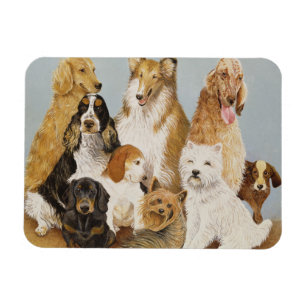 Íman O comensal dos cães
