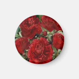 Íman O cravo vermelho floresce o ímã