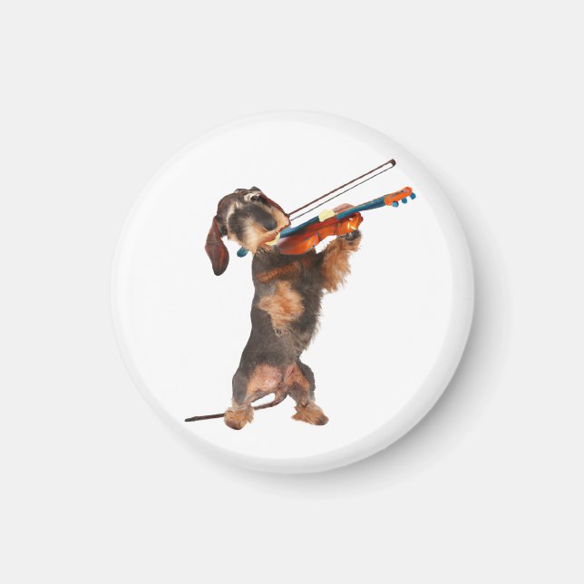 Íman O Dachshund De Cabelo Wirecional Tocando Um Violin (Frente)