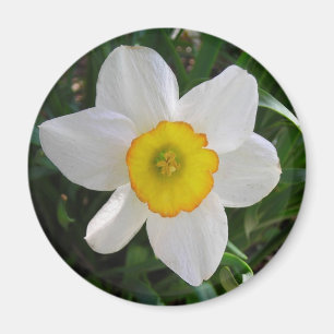 Íman O Daffodil