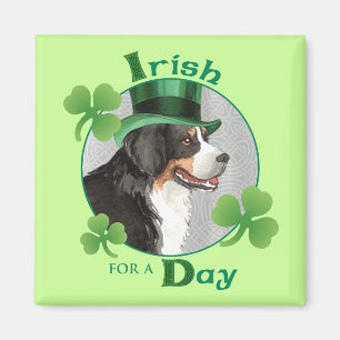 Íman O dia Berner de St Patrick