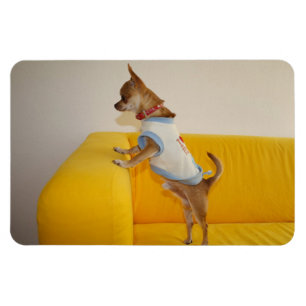 Íman O doce Charlie Chihuahua