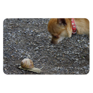 Íman O doce Charlie Chihuahua