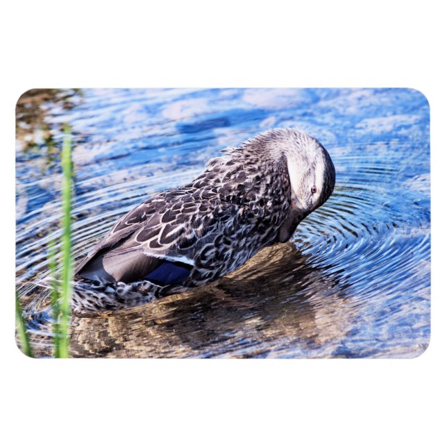 Íman O efeito de alvoroço (Horizontal)