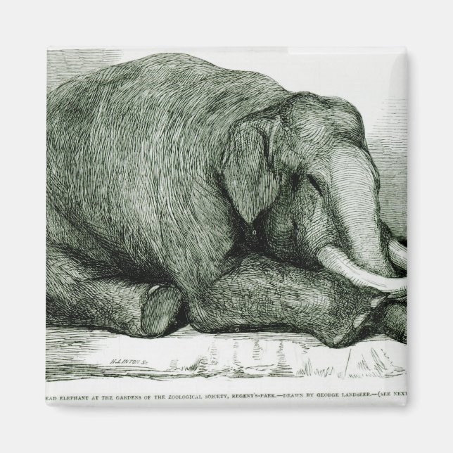 Íman O Elefante do Morto (Frente)