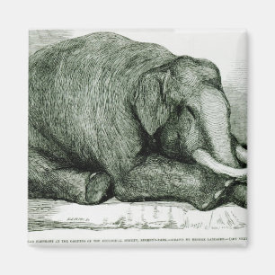 Íman O elefante inoperante