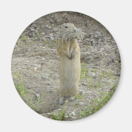 Íman O Esquilo do Solo de Richardson Gopher R1