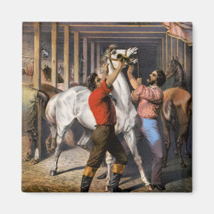 Íman O Excelente do Invigorador de Cavalo da Índia Orie