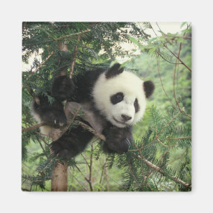 Íman O filhote da panda gigante escala uma árvore, val