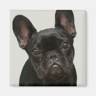 Íman O filhote de cachorro o mais bonito do buldogue
