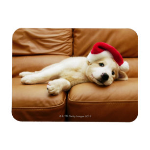 Íman O filhote de cachorro veste um chapéu do Natal e
