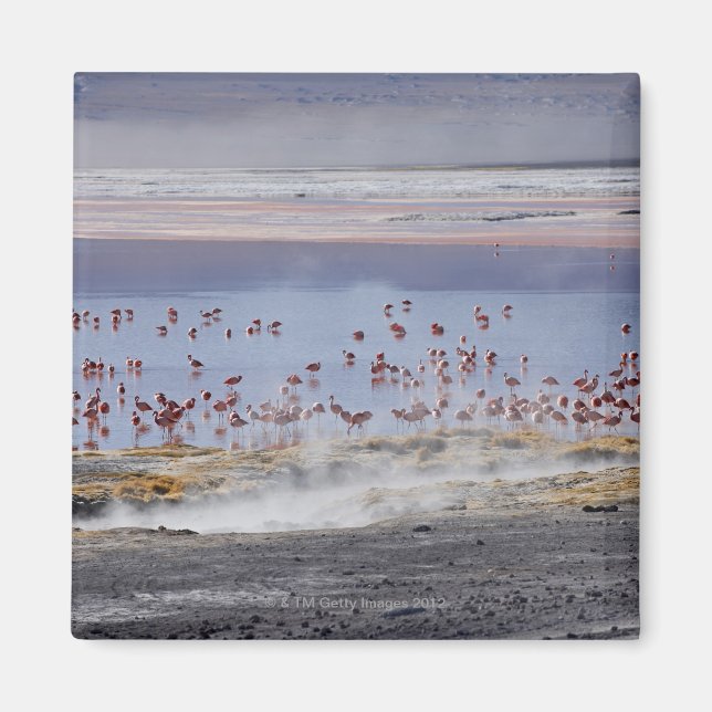 Íman O Flamingo de James, o Phoenicoparrus jamesi (Frente)