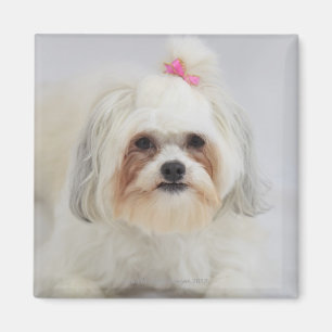 Íman o frise do bichon com um arco cor-de-rosa nele é