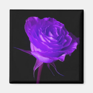 Íman "O fulgor roxo" aumentou