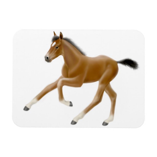 Íman O Futuro Magneto Premium da Baía de Campeão (Horizontal)