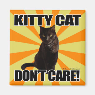 Íman O gato do gatinho não se importa