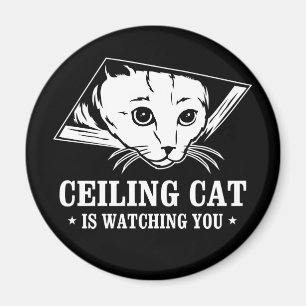 Íman O gato do teto está olhando-o