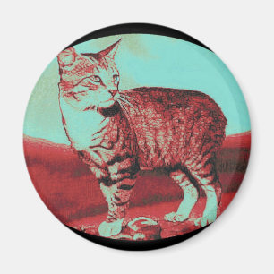 Íman o gato Manx