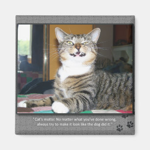 Íman O gato responsabiliza o cão