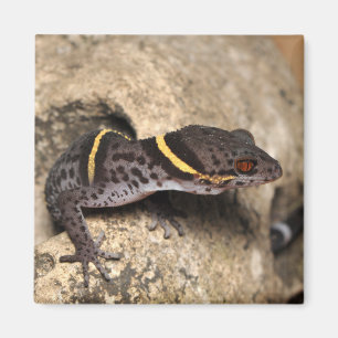 Íman O geco de Lichtenfelder