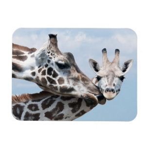 Íman O girafa beija sua vitela
