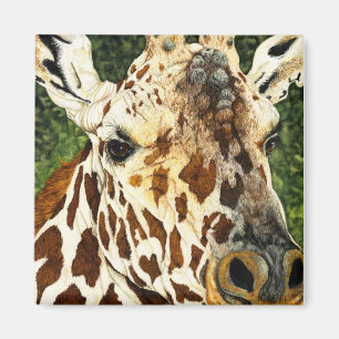 Íman O girafa velho do solteiro