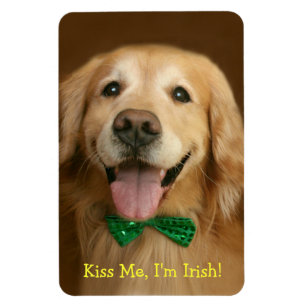 Íman O golden retriever beija-me rissol do St. do