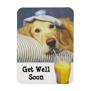 Íman O golden retriever obtem o ímã flexível bom