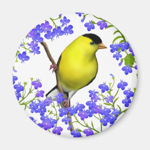 Íman O Goldfinch americano masculino no Lobelia