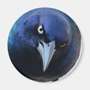 Íman O Grackle irritado