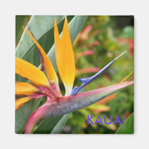 Íman O Hawaiian tropical floresce o Pássaro--Paraíso