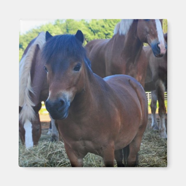 Íman O Herdmaster Maganet (Frente)