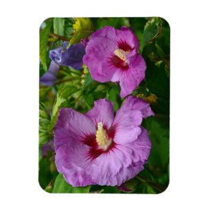 Íman O hibiscus roxo floresce o ímã