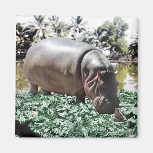 Íman O Hippo E O Pássaro (Frente)