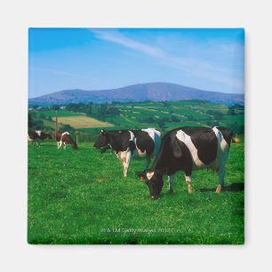 Íman O Holstein-Frisão acobarda-se perto de Borris,