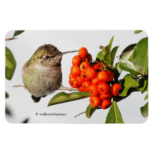 Íman O Hummingbird de Anna Adorável em Berry Bush