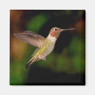 Íman O Hummingbird de Anna no ímã de voo