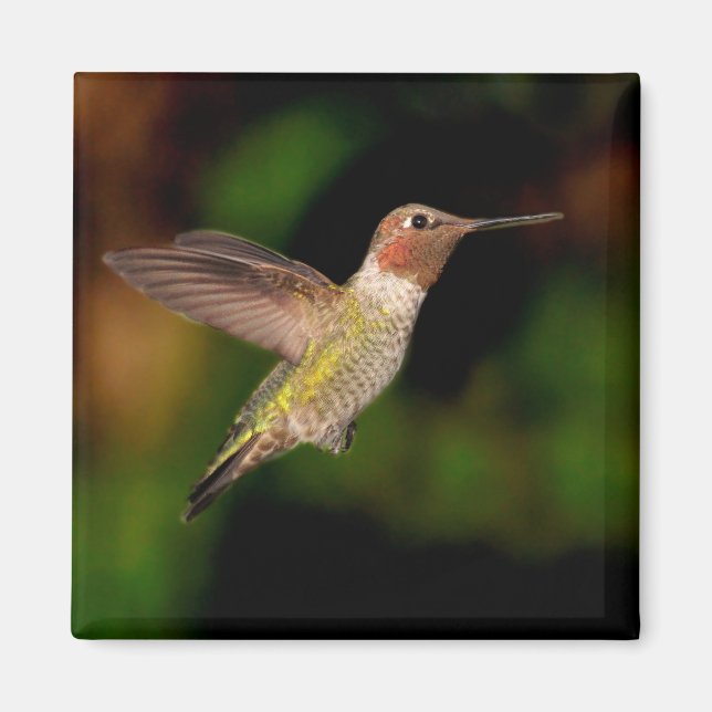 Íman O Hummingbird de Anna no ímã de voo (Frente)
