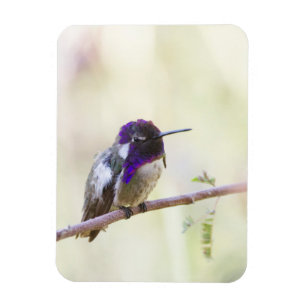 Íman O Hummingbird de Costa empoleirado em um galho