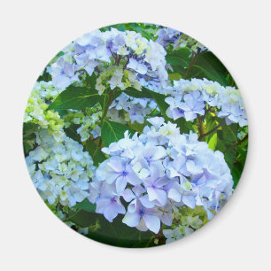 Íman O Hydrangea floresce o jardim do verde azul dos