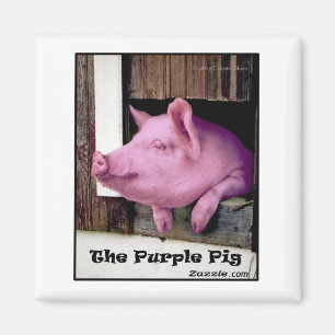 Íman O ímã Purple Pig